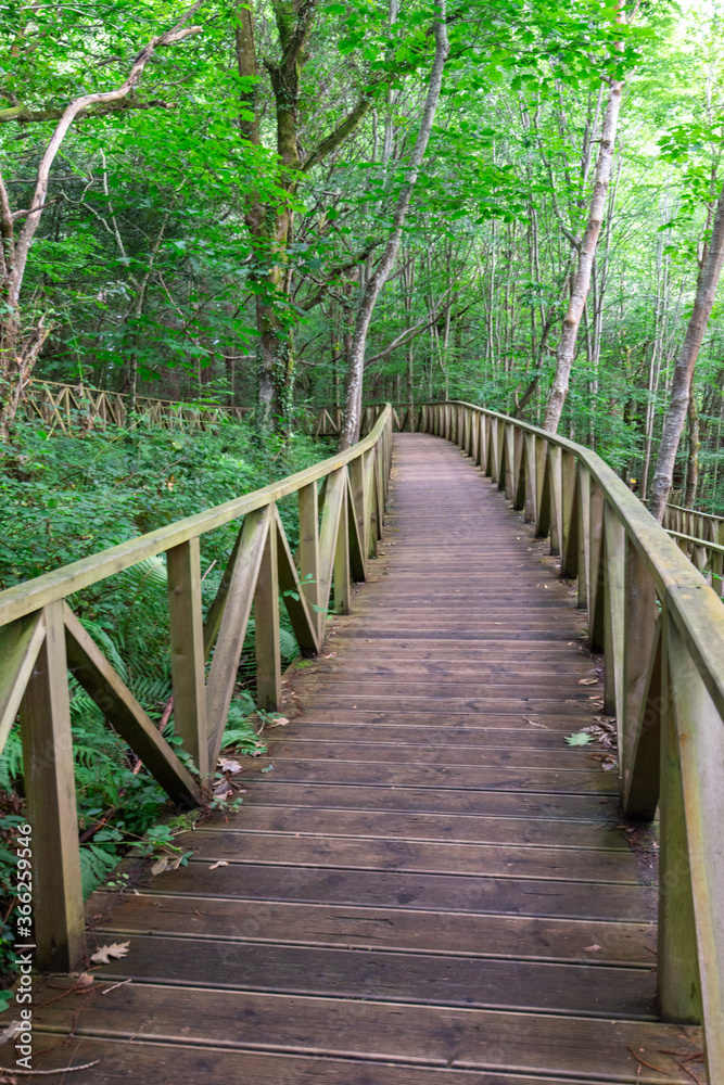 View of empty wooden walkway that runs through a green forest with ferns and shady, in Cantabria, Spain, in vertical View of empty wooden walkway that runs through a green forest with ferns and shady, in Cantabria, Spain, in vertical