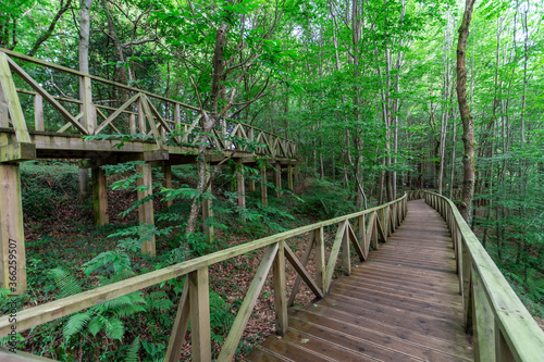 Perspective of wooden walkway, without people, through a green and gloomy forest, in Cantabria, Spain, horizontal