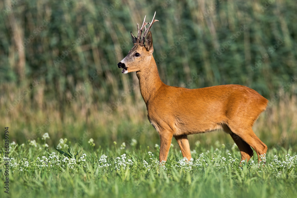 Fototapeta premium Roe deer, capreolus capreolus, buck standing on meadow in summertime. Roebuck looking on wildflowers with blurred background. Mammal watching on field from side.