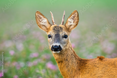 Juvenile roe deer, capreolus capreolus, standing on meadow from close up. Young buck looking to the facing camera. Immature animal observing in clover with blurred background.