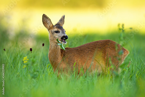 Roe deer doe, capreolus capreolus, chewing on meadow in summertime nature. Wild animal eating on grassland with blurred background. Mammal female standing on pasture at sunset.