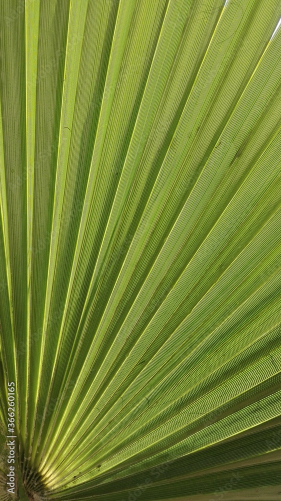 Obraz premium Patterns and shapes in nature
