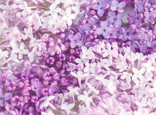 pink and purple lilac flowers background