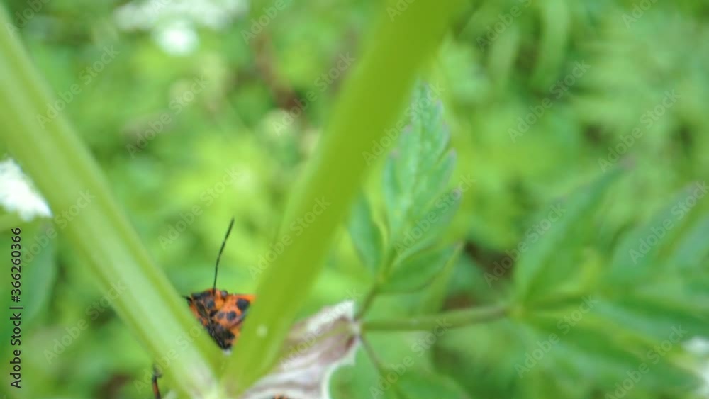 An orange shield bug crawling on the plants An orange shield bug crawling on the plants