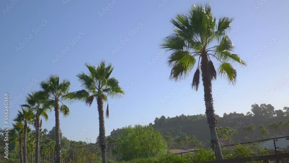 Car POV on palm trees in slow motion 180fps Car POV on palm trees in slow motion 180fps