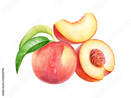 Watercolor peach fruits with leaves