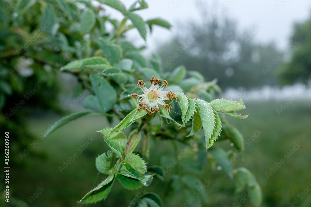 Eine verblühte Heckenrose / Hagebutten-Blüte im Morgentau Eine verblühte Heckenrose / Hagebutten-Blüte im Morgentau