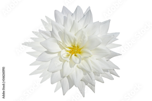white dahlia flower isolated on white