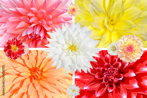 Collage of red  pink  white and yellow dahlia flowers