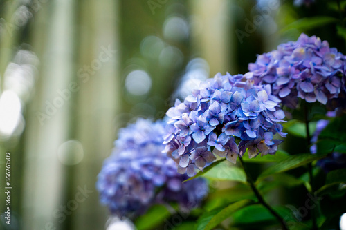 紫陽花