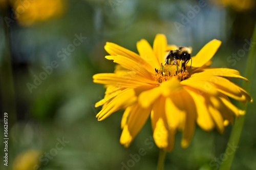 Owad zbierający nektar z żółtego kwiatu na łące