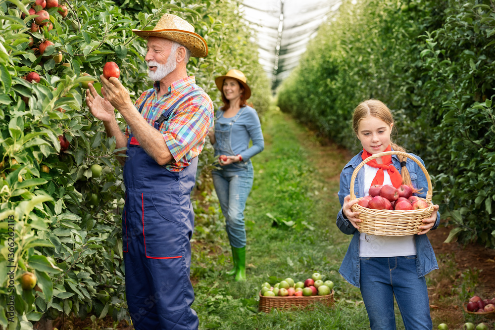 Happy family in apple orchard