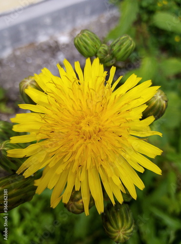 yellow dandelion flower