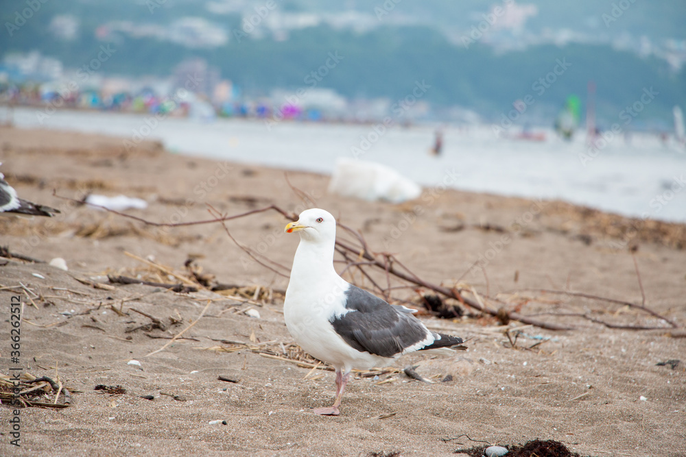 Fototapeta premium ウミネコ