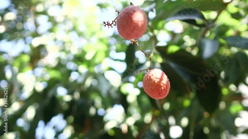 Lychee tree. Exotic fruit, red, delicious and beautiful.