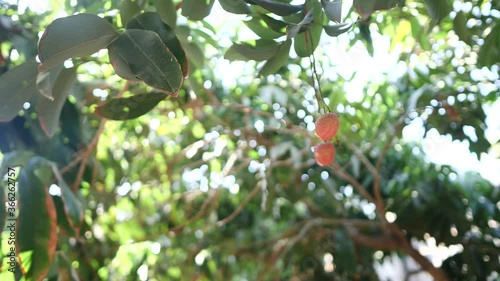 Lychee tree. Exotic fruit, red, delicious and beautiful.