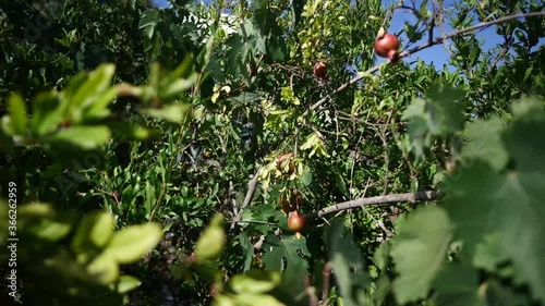 Pomegranate tree. Blue sky. Beautiful red fruit.