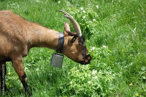 Ziegenbock_Portrait