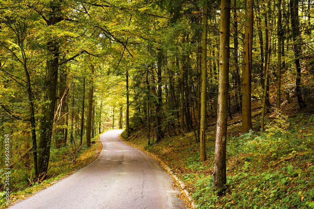 Fototapeta premium Autumn colors asphalt road lane forest pine trees, Slovenia tourism, travel Europe destinations nature.