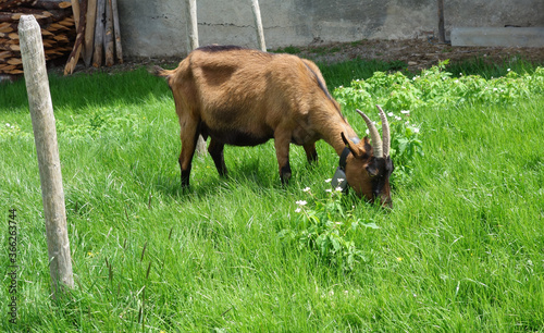 Ziegenbock