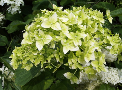 white flowers in the garden