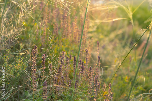 Healing herbs in a picturesque meadow