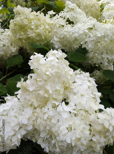 white hydrangea flowers