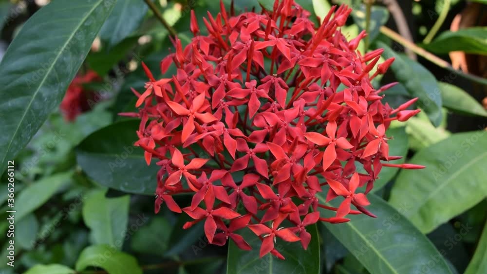 Red Ixora flowers with green blur background. Red Ixora flowers with green blur background.