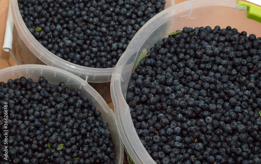 Freshly picked blueberries in buckets Freshly picked blueberries in buckets