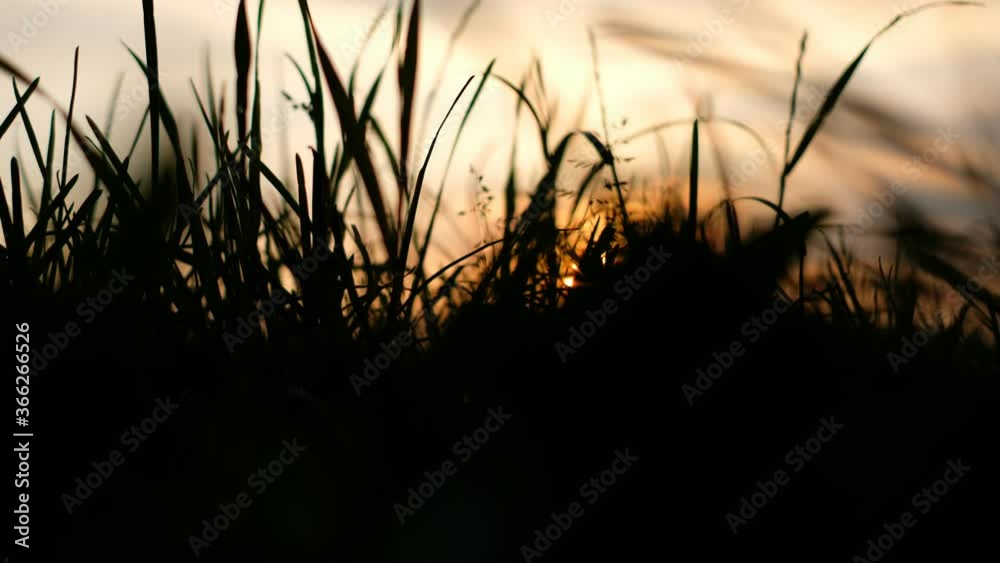 sunset in the field in summer sunset in the field in summer