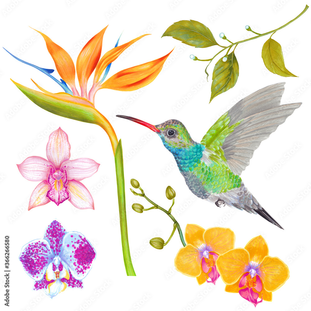 Naklejka premium Watercolor tropical orchid flower with strelitzia flower and colibri bird