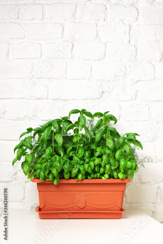 Fresh basil in a plastic pot. Kitchen garden on a white table, brick wall. Copy space for text © romanovad