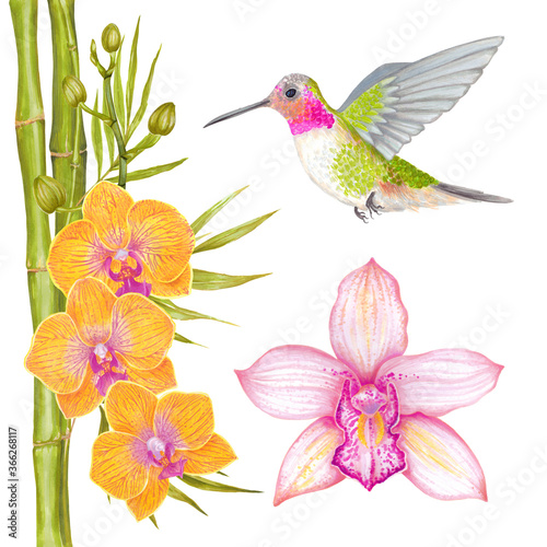 Watercolor tropical orchid flower background with bamboo leaves and colibri bird. © Kamila