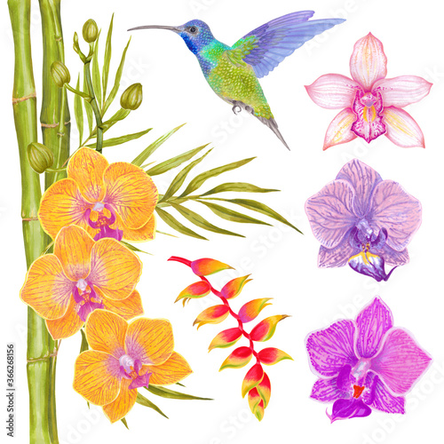 Watercolor tropical orchid flower, heliconia flower background with bamboo leaves and colibri bird.