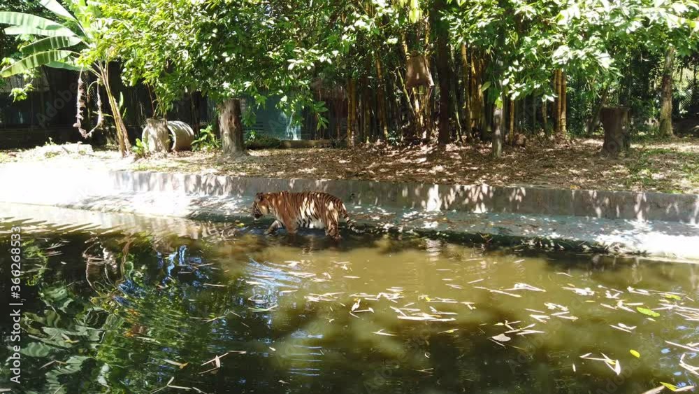 4k video of royal bengal tiger playing and swimming in pond 4k video of royal bengal tiger playing and swimming in pond