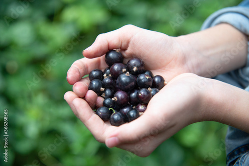 The girl in her hands holds a handful of blackcurrant berries.