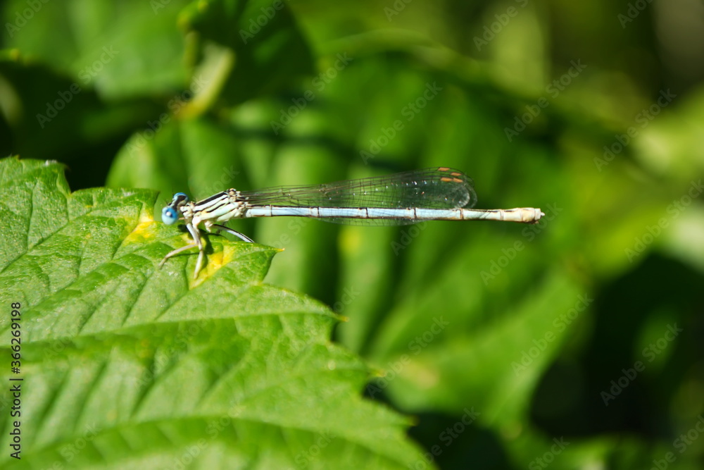 A small dragonfly on the green grass in the forest by the stream A small dragonfly on the green grass in the forest by the stream