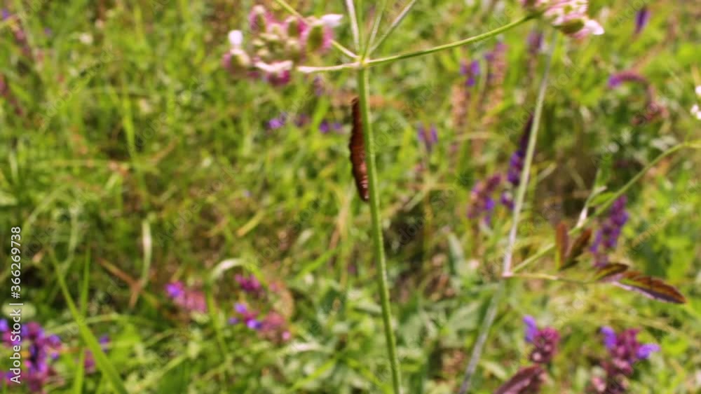The insect crawls on the flower, the caterpillar moves on the green stem against the background of purple wildflowers. Insects in nature, herbal flower fields. The insect crawls on the flower, the caterpillar moves on the green stem against the background of purple wildflowers. Insects in nature, herbal flower fields.