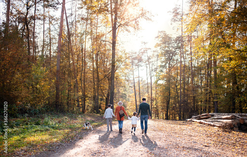 Rear view of young family with small children and dog on a walk in autumn forest.