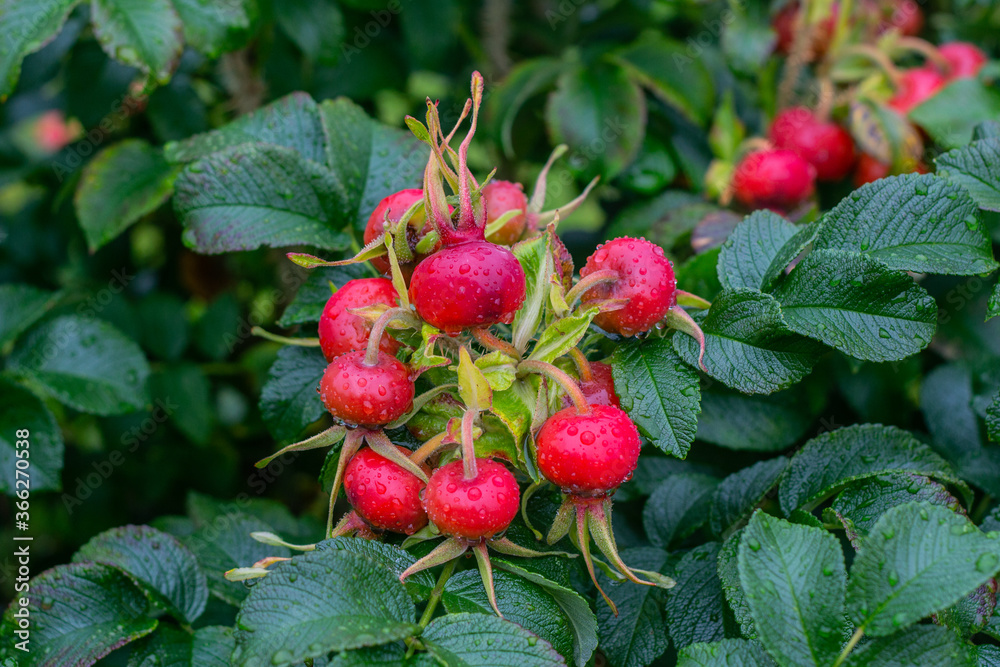 Berries of a dog-rose on a bush. Berries of a dog-rose on a bush.