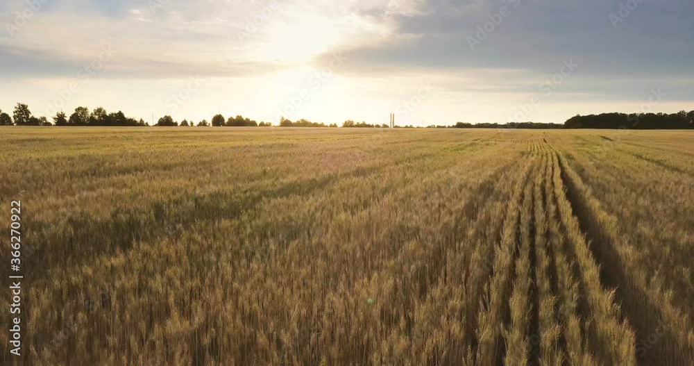 Aerial view: Flying above the partially ripe wheat field at sunrise