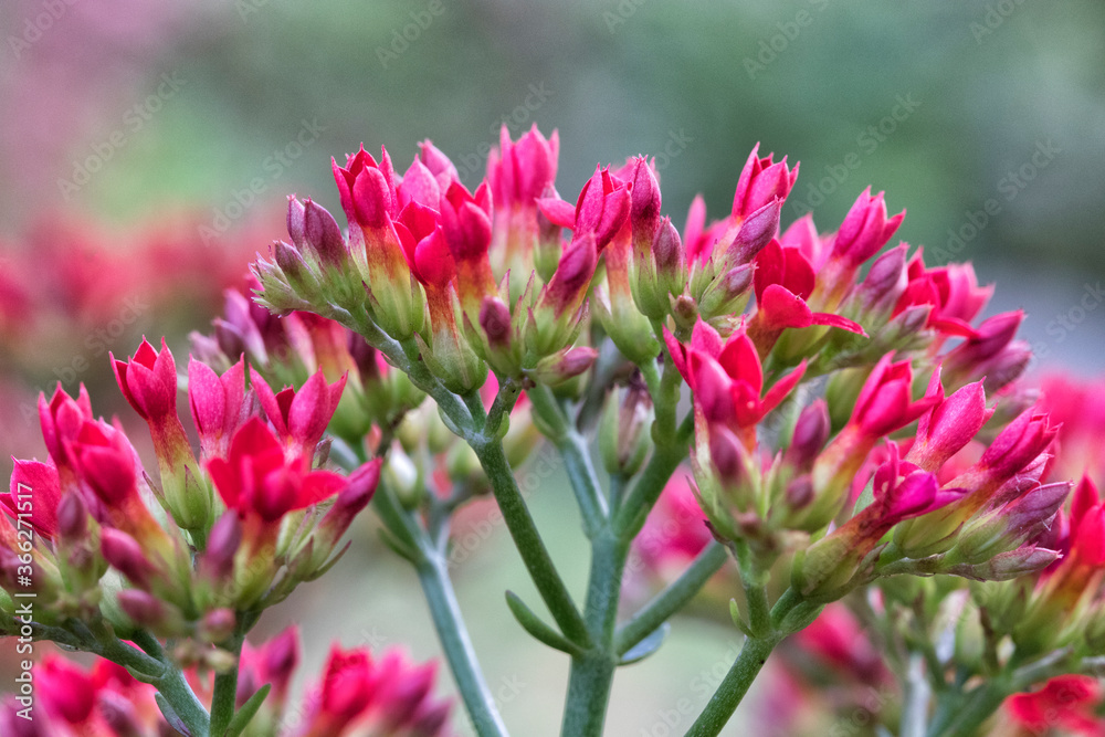 Obraz premium pink tulips in the garden