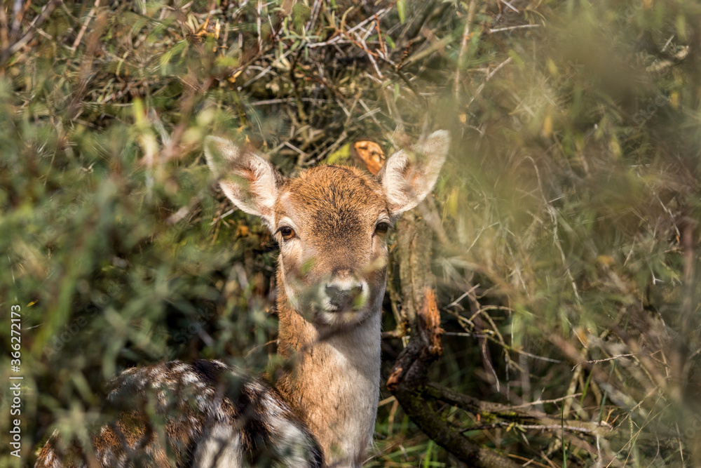 Young fallow deer between the trees. Fallow deer at the dunes in Zandvoort.