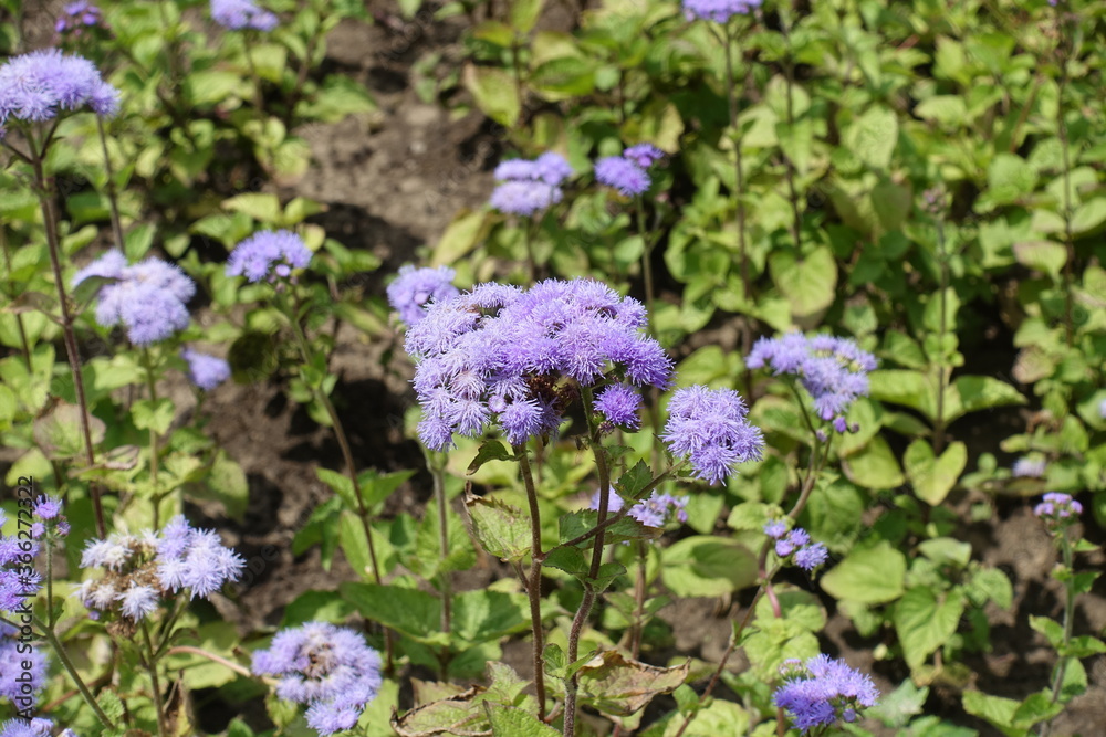 Bloom of lavender colored Ageratum houstonianum in July
