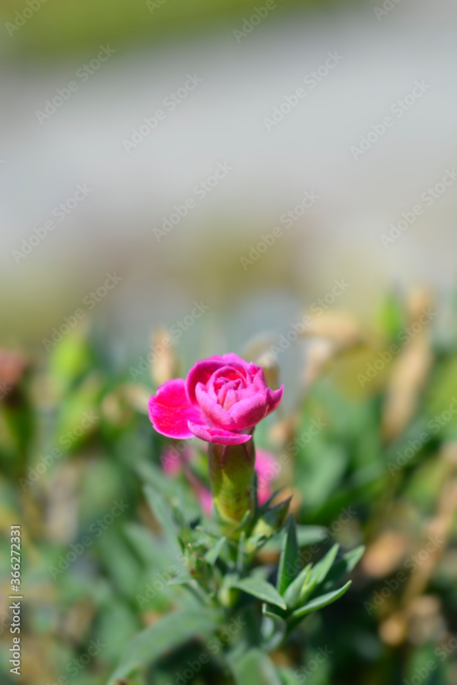 Carnation Carnation