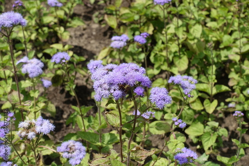 Bloom of lavender colored Ageratum houstonianum in July