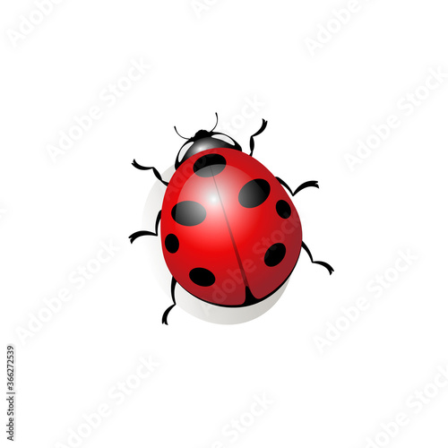 Realistic image of a ladybug
