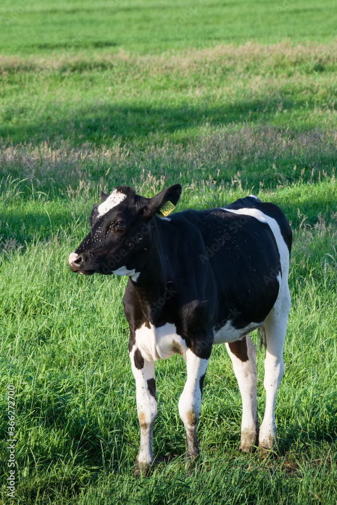 Black and white calf or young cow looks around in a fresh green pasture, flocks of flies fly around its head.