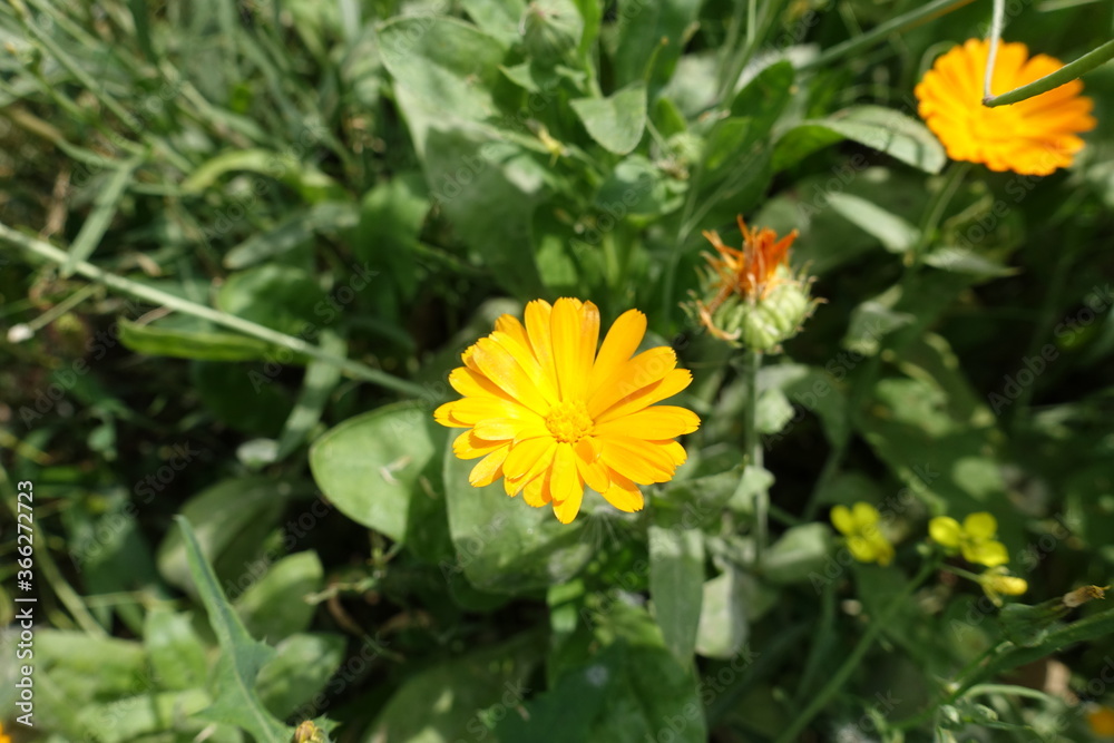Calendula officinalis with amber yellow flowers in July Calendula officinalis with amber yellow flowers in July