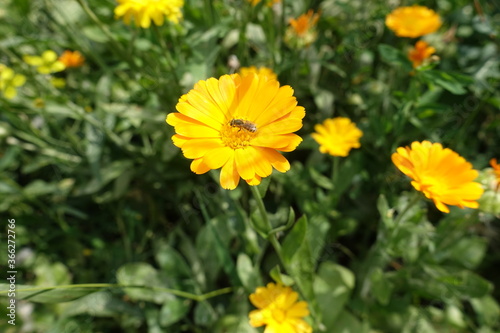 Insect pollinating yellow flower of Calendula officinalis in July